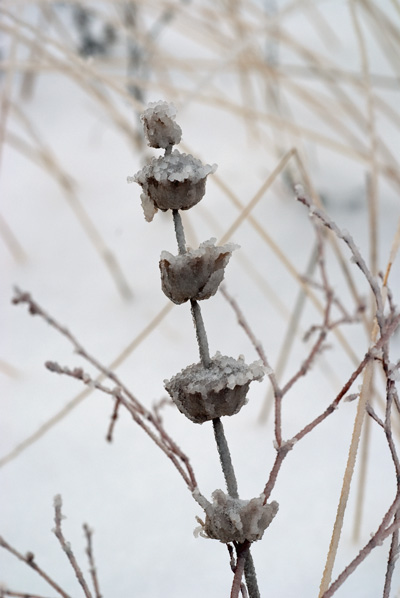 Frost on Weed